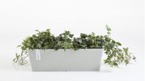 Ecopots Bruges istutuskast