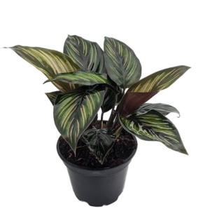 Calathea "Beautiful star"
