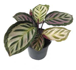 Calathea roseopicta "Cora"