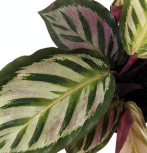 Calathea roseopicta "Cora"