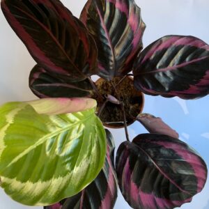 Calathea roseopicta "Little Princess"