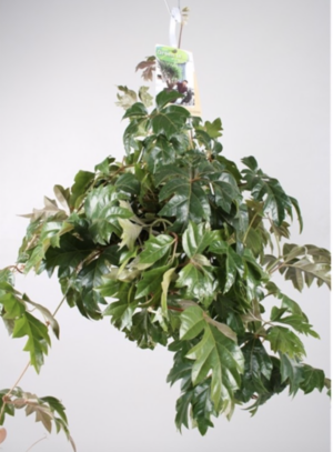 Cissus rhombifolia "Ellen Danica"