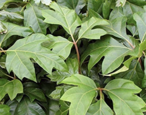 Cissus rhombifolia "Ellen Danica"