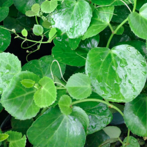 Cissus rotundifolia