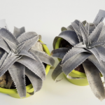 Dyckia marnier-lapostollei