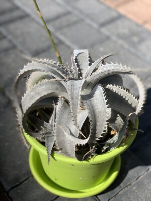 Dyckia marnier-lapostollei