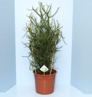 Euphorbia tirucalli