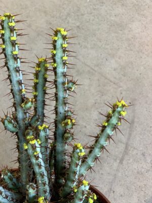 Euphorbia aeruginosa
