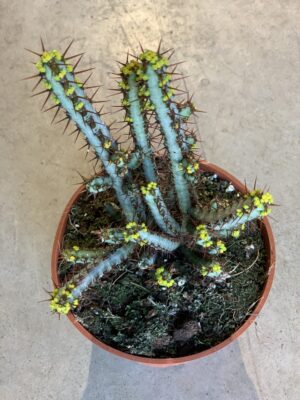 Euphorbia aeruginosa