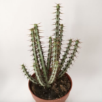 Euphorbia aeruginosa