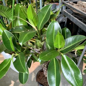 Ficus elastica "Melany"