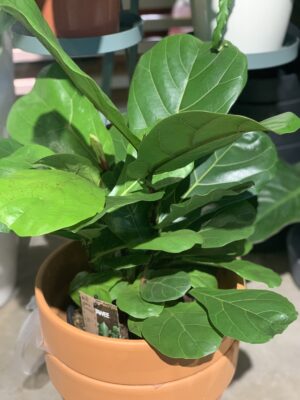 Ficus lyrata