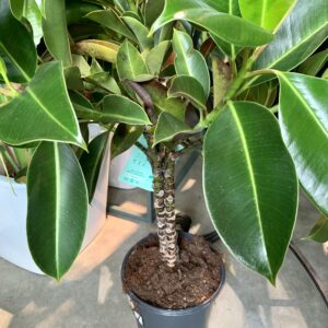 Ficus elastica "Melany"