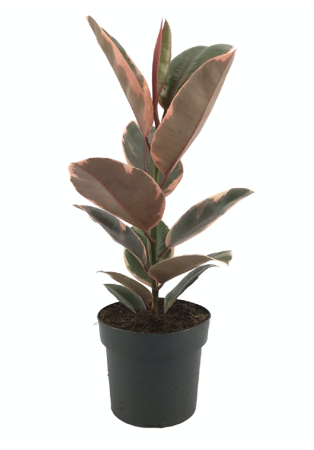 Ficus elastica "Belize"