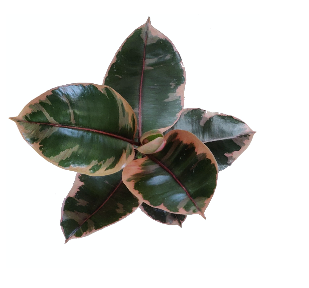 Ficus elastica "Belize"