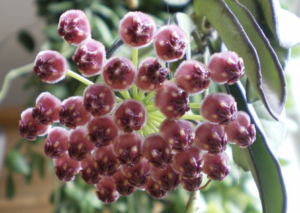 Hoya wayetii