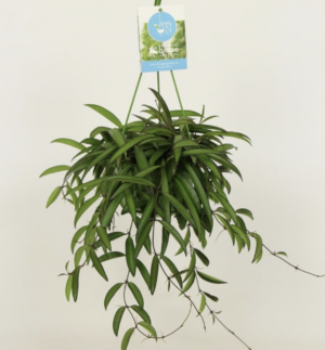 Hoya wayetii