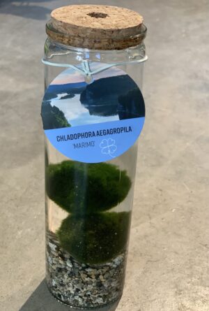 Aegagropila linnei