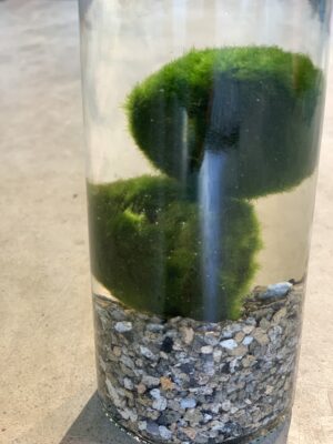 Aegagropila linnei