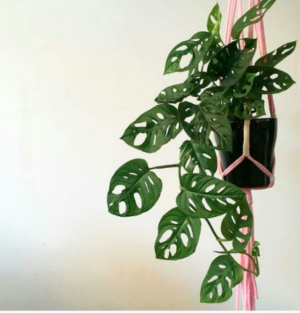 Monstera adans. "Monkey Mask"
