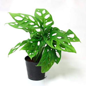 Monstera adans. "Monkey Mask"