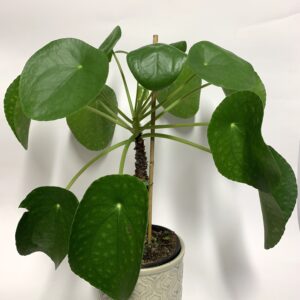 Pilea peperomioides