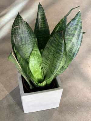 Polnix Kant lillepott, 11cm