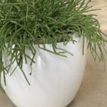 Polnix Piano lillepott valge/hõbe, 13cm