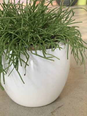 Polnix Moon lillepott, 13cm