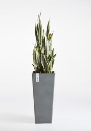 Ecopots Rotterdam, 20cm, antratsiit