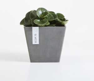 Ecopots Rotterdam, 20cm, antratsiit