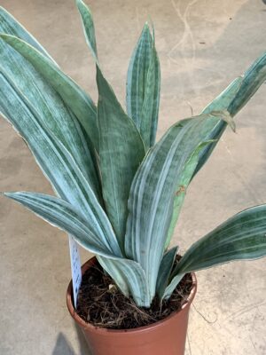 Sansevieria aubrytiana 'Metallica'