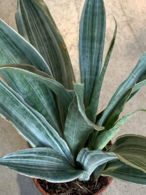 Sansevieria aubrytiana 'Metallica'