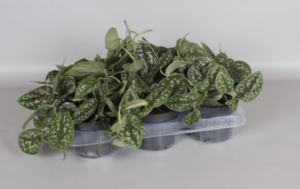 Scindapsus pictus "Argyraeus"