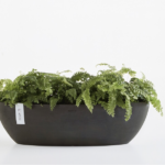 Ecopots Sofia, antratsiit