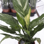 Spathiphyllum 'Diamond'