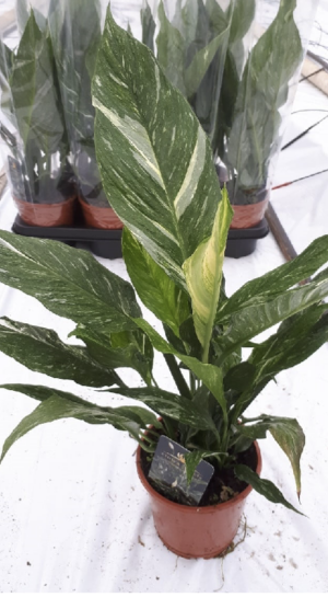 Spathiphyllum 'Diamond'