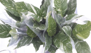 Spathiphyllum 'Diamond'