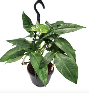 Syngonium podophyllum 'Trileaf Wonder'