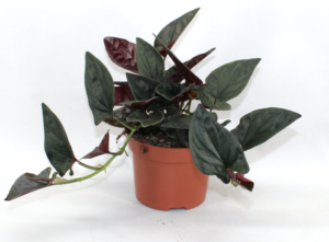 Syngonium podophyllum 'Trileaf Wonder'