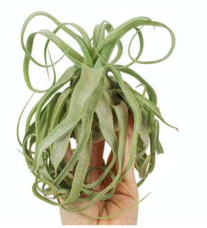 Syngonium podophyllum 'Trileaf Wonder'