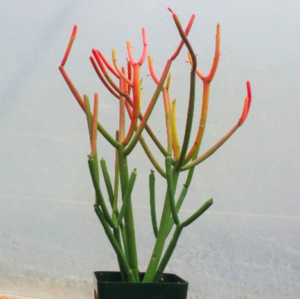 Euphorbia tirucalli