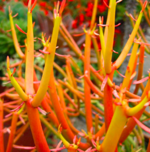 Euphorbia tirucalli