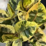 Ficus elastica "Moonshine"