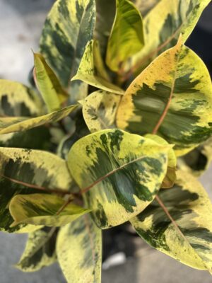 Ficus elastica "Moonshine"