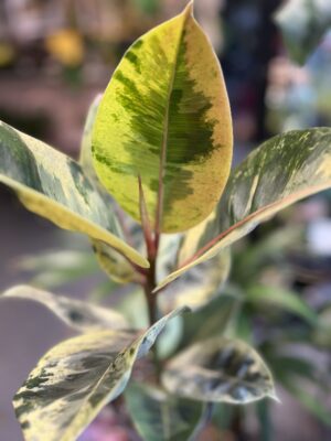 Ficus elastica "Moonshine"